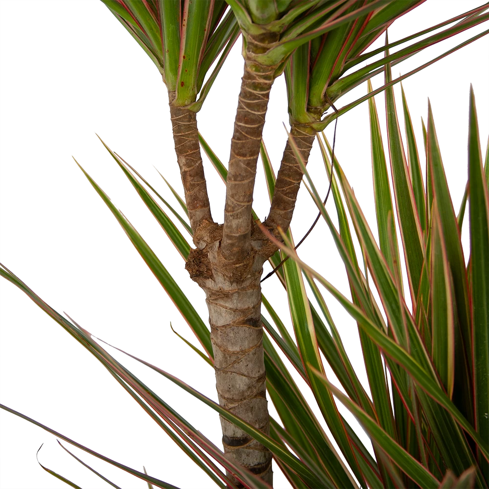 Dracaena Marginata Bicolor - Op Stam - Drakenbloedboom - P21 H125 - Kamerplant - Afbeelding 3