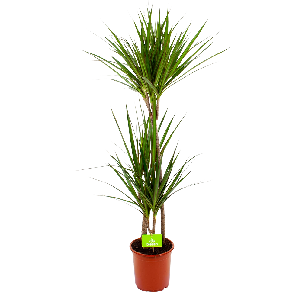 Dracaena Marginata Groen - Op Stam - Drakenbloedboom - P19 H120 - Kamerplant 1 Dracaena Marginata Groen - Op Stam - Drakenbloedboom - P19 H120 - Kamerplant