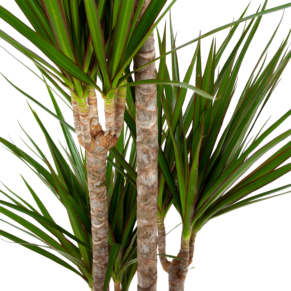 Dracaena Marginata Groen - Op Stam - Drakenbloedboom - P19 H120 - Kamerplant 2 Dracaena Marginata Groen - Op Stam - Drakenbloedboom - P19 H120 - Kamerplant - Afbeelding 2