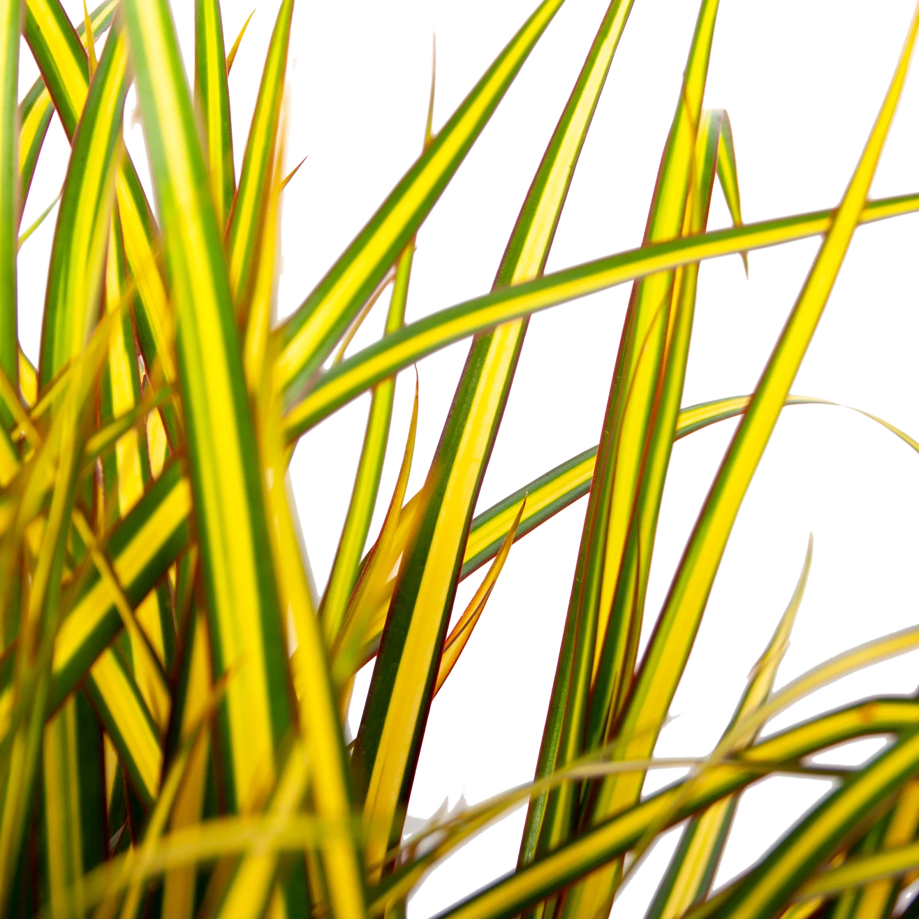 Dracaena Marginata Sunray - Op Stam - Drakenbloedboom - P21 H110 - Kamerplant 2 Dracaena Marginata Sunray - Op Stam - Drakenbloedboom - P21 H110 - Kamerplant - Afbeelding 2