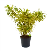 Dracaena Reflexa Song Of India - Vertakt - Drakenbloedboom - P24 H80 - Kamerplant