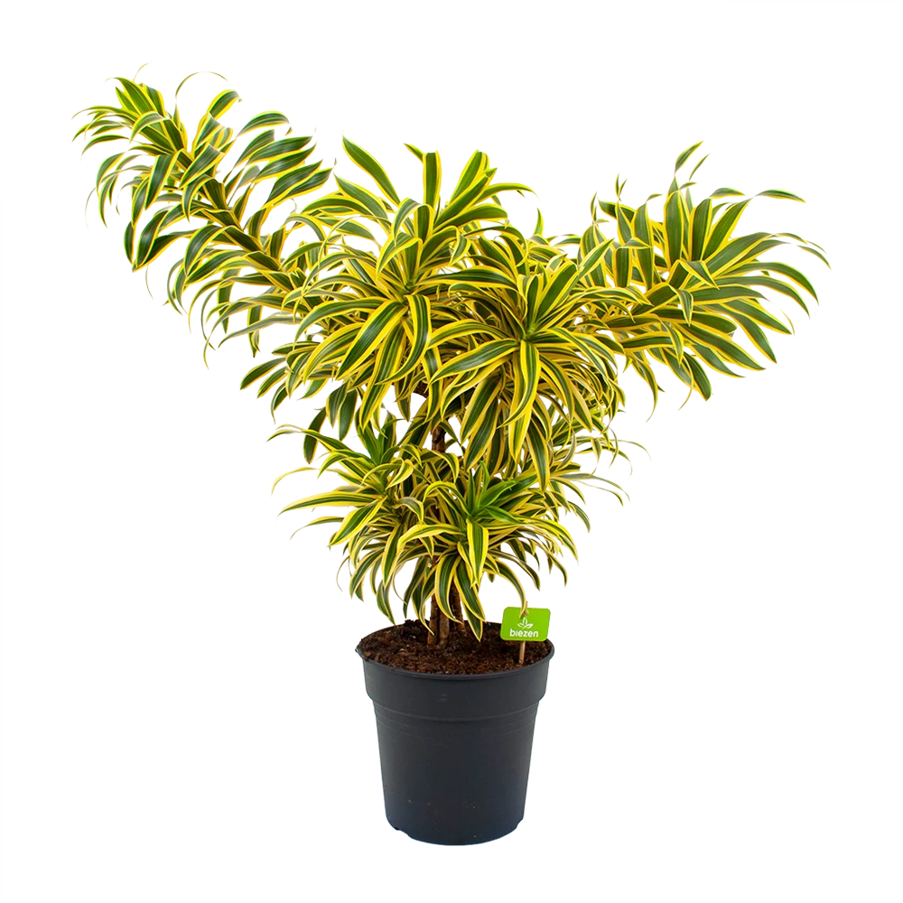 Dracaena Reflexa Song Of India - Vertakt - Drakenbloedboom - P24 H80 - Kamerplant 1 Dracaena Reflexa Song Of India - Vertakt - Drakenbloedboom - P24 H80 - Kamerplant