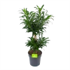 Dracaena Reflexa - Vertakt - Drakenbloedboom - P24 H90 - Kamerplant