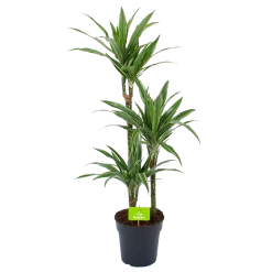 Dracaena White Stripe - Op Stam - Drakenbloedboom - P21 H100 - Kamerplant