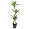 Dracaena White Stripe - Op Stam - Drakenbloedboom - P24 H150 - Kamerplant