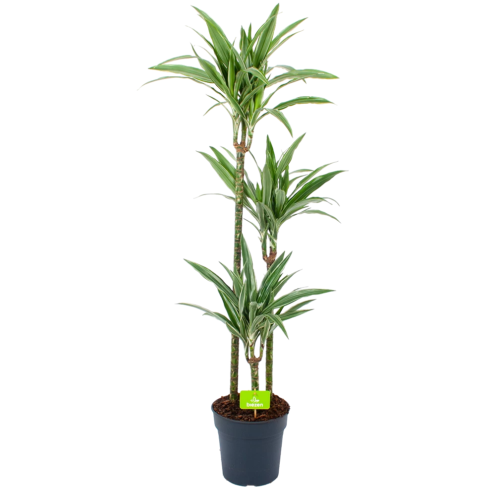 Dracaena White Stripe - Op Stam - Drakenbloedboom - P24 H150 - Kamerplant 1 Dracaena White Stripe - Op Stam - Drakenbloedboom - P24 H150 - Kamerplant