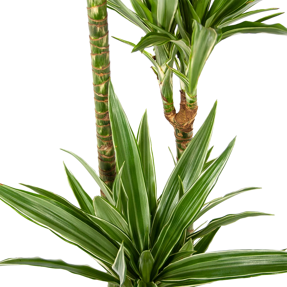 Dracaena White Stripe - Op Stam - Drakenbloedboom - P24 H150 - Kamerplant 2 Dracaena White Stripe - Op Stam - Drakenbloedboom - P24 H150 - Kamerplant - Afbeelding 2