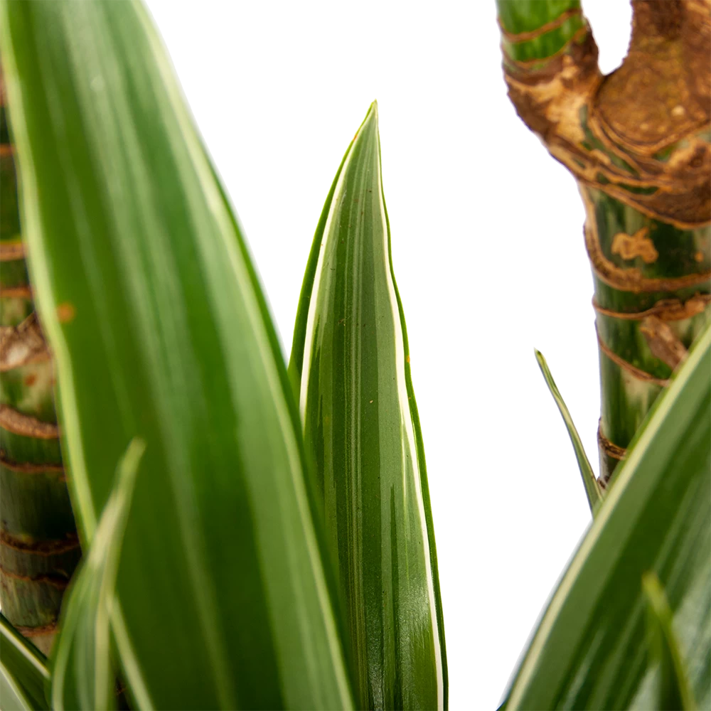 Dracaena White Stripe - Op Stam - Drakenbloedboom - P24 H150 - Kamerplant 3 Dracaena White Stripe - Op Stam - Drakenbloedboom - P24 H150 - Kamerplant - Afbeelding 3