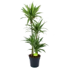 Dracaena White Stripe - Op Stam - Drakenbloedboom - P27 H150 - Kamerplant