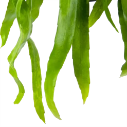 Epiphyllum Pumilum - In Hangpot - P17 H40 - Kamerplant -Woondecoratie Winkel epiphyllum pumilum in hangpot p17 h40 6 1