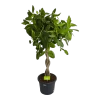Ficus Benghalensis Audrey Op Gevlochten Stam - Groene Vijg - P40 H175 - Kamerplant