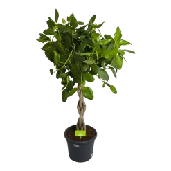 Ficus Benghalensis Audrey Op Gevlochten Stam - Groene Vijg - P40 H175 - Kamerplant