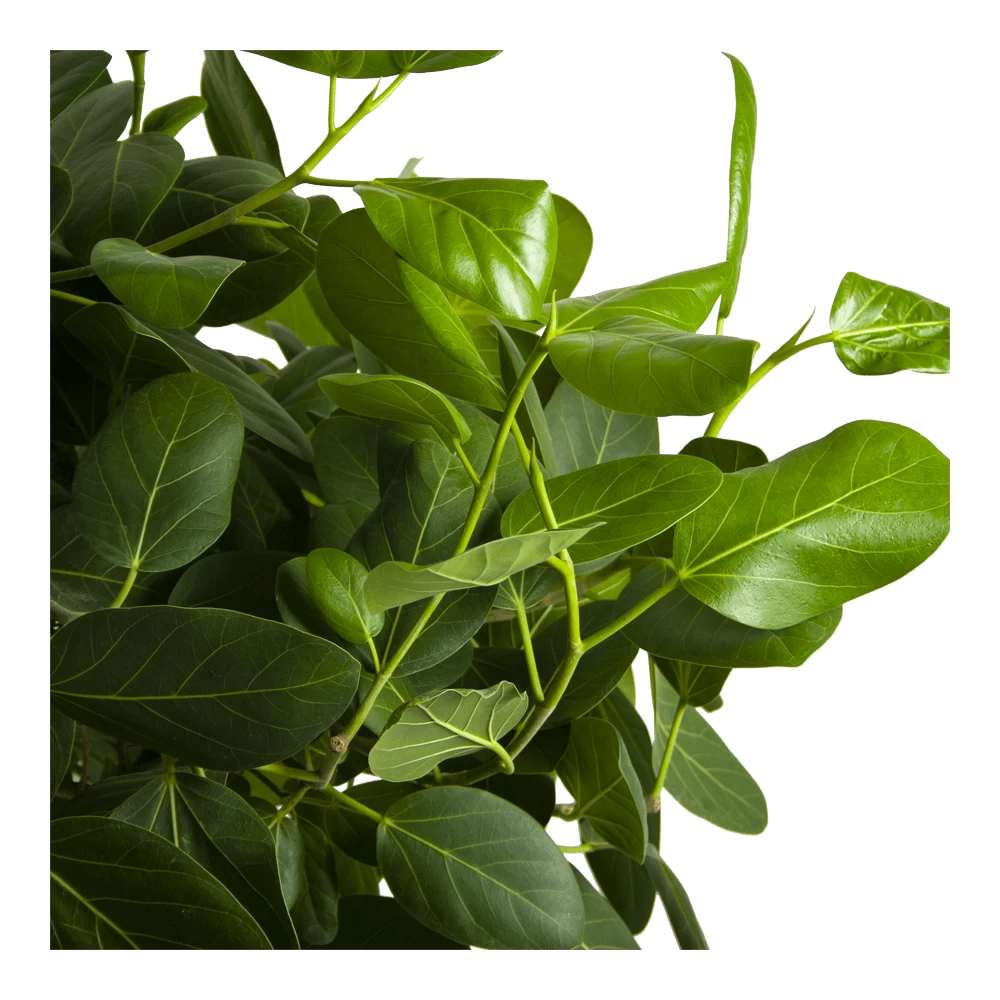 Ficus Benghalensis Audrey Op Gevlochten Stam - Groene Vijg - P40 H175 - Kamerplant - Afbeelding 3