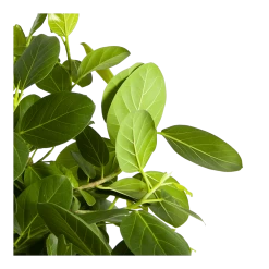 Ficus Benghalensis Audrey Op Stam - Groene Vijg - P31 H120 - Kamerplant -Woondecoratie Winkel ficus benghalensis audrey op stam groene vijg p31 h120 3