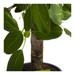 Ficus Benghalensis Audrey Op Stam - Groene Vijg - P31 H120 - Kamerplant -Woondecoratie Winkel ficus benghalensis audrey op stam groene vijg p31 h120 4