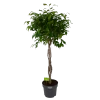 Ficus Benjamina Exotica Op Gevlochten Stam - Treurvijg - P27 H140 - Kamerplant