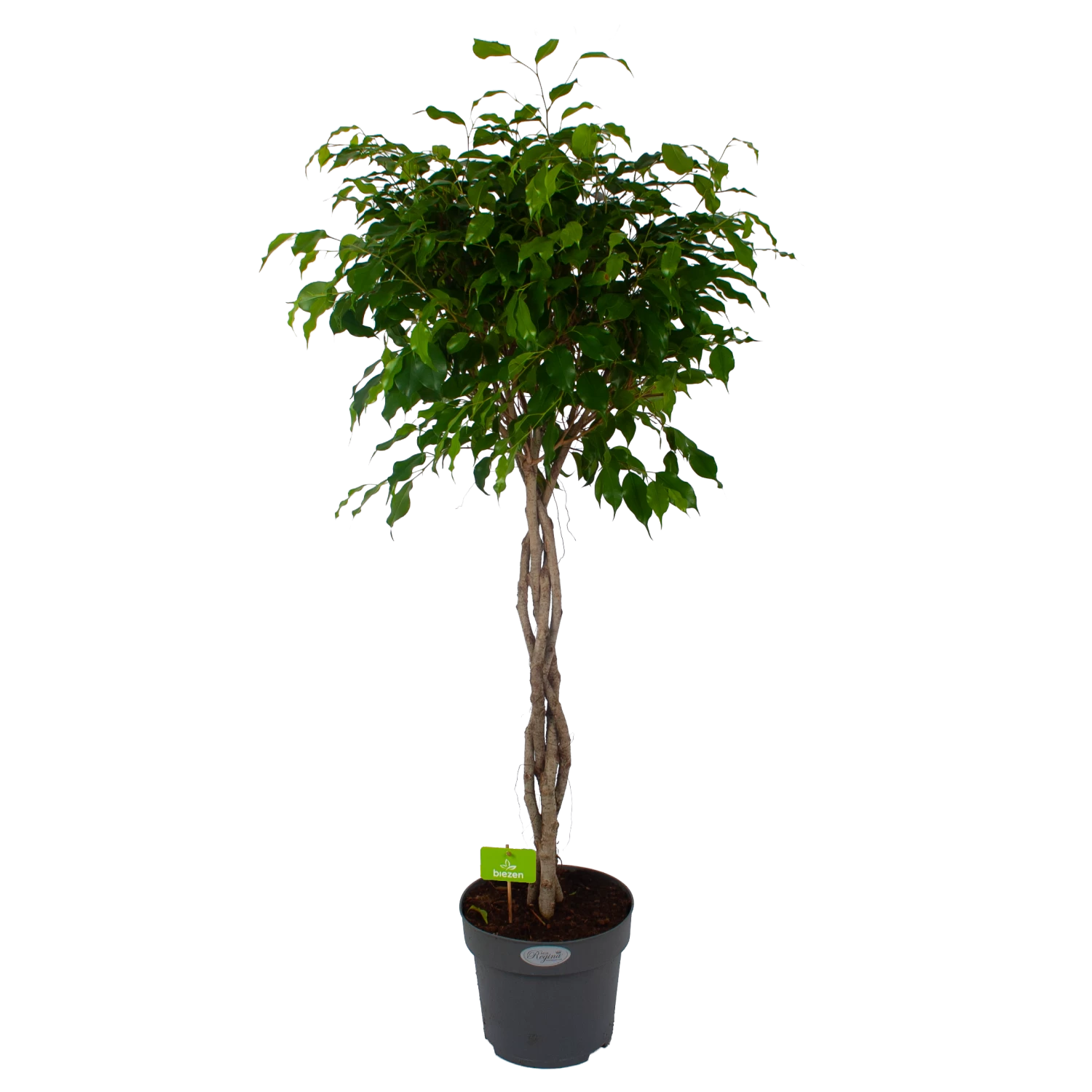 Ficus Benjamina Exotica Op Gevlochten Stam - Treurvijg - P27 H140 - Kamerplant 1 Ficus Benjamina Exotica Op Gevlochten Stam - Treurvijg - P27 H140 - Kamerplant