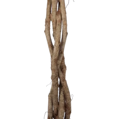 Ficus Benjamina Exotica Op Gevlochten Stam - Treurvijg - P27 H140 - Kamerplant 6 Ficus Benjamina Exotica Op Gevlochten Stam - Treurvijg - P27 H140 - Kamerplant -Woondecoratie Winkel ficus benjamina exotica op gevlochten stam treurvijg p27 h140 6