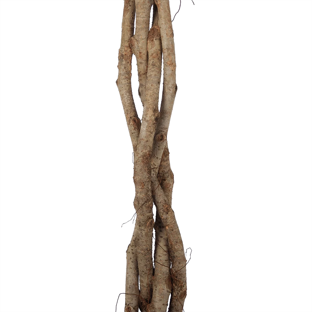 Ficus Benjamina Exotica Op Gevlochten Stam - Treurvijg - P27 H140 - Kamerplant 3 Ficus Benjamina Exotica Op Gevlochten Stam - Treurvijg - P27 H140 - Kamerplant - Afbeelding 3