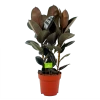Ficus Elastica Abidjan - Rubberboom - P27 H100 - Kamerplant