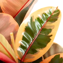 Ficus Elastica Belize - Rubberboom - P27 H100 - Kamerplant -Woondecoratie Winkel ficus elastica belize rubberboom p27 h100 6