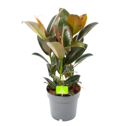 Ficus Elastica Melany - Rubberboom - P19 H55 - Kamerplant