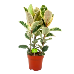 Ficus Elastica Tineke - Rubberboom - P27 H100 - Kamerplant