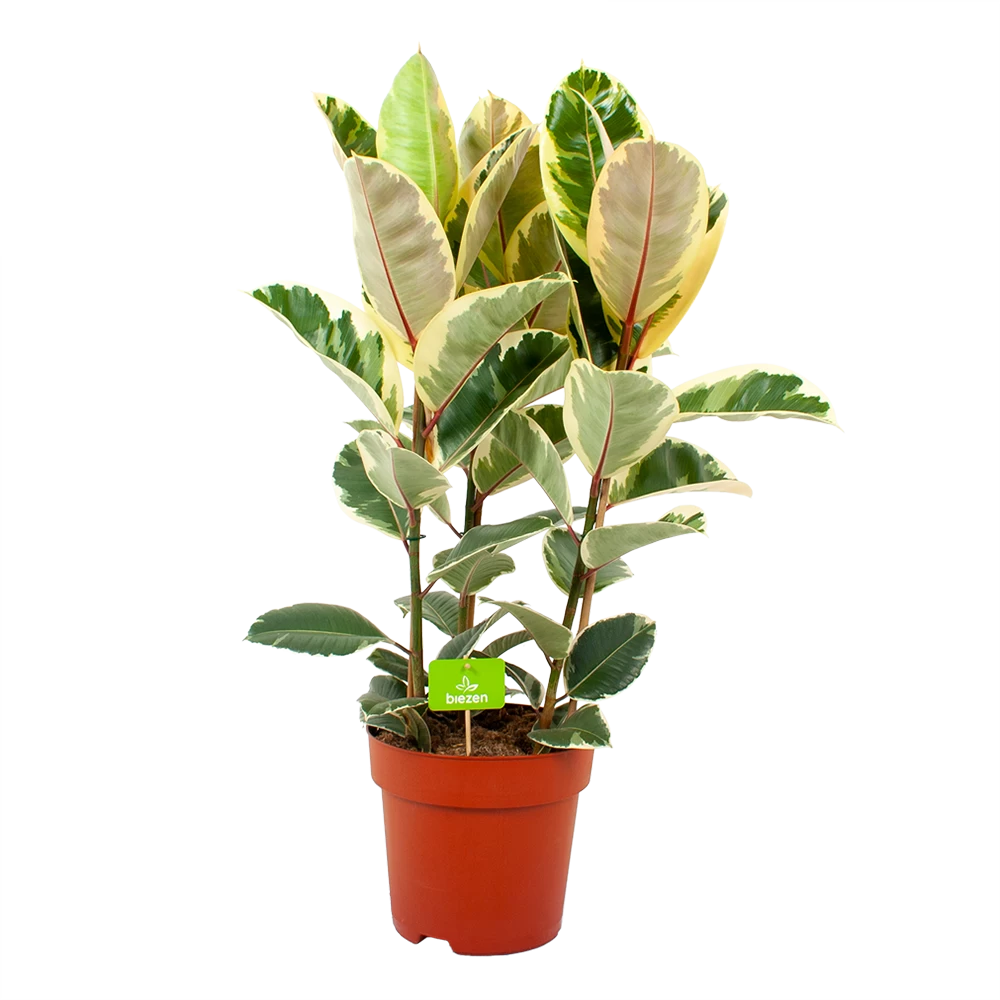 Ficus Elastica Tineke - Rubberboom - P27 H100 - Kamerplant 1 Ficus Elastica Tineke - Rubberboom - P27 H100 - Kamerplant