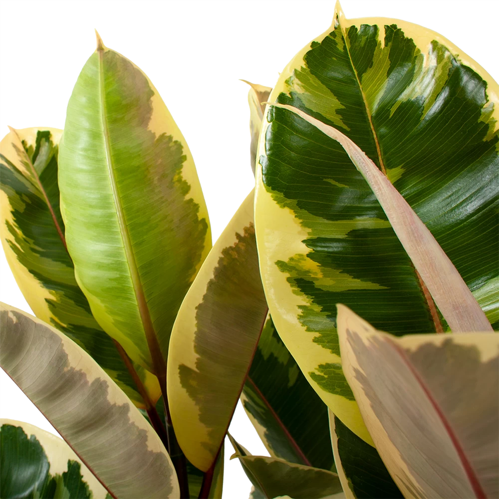 Ficus Elastica Tineke - Rubberboom - P27 H100 - Kamerplant 2 Ficus Elastica Tineke - Rubberboom - P27 H100 - Kamerplant - Afbeelding 2