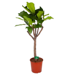 Ficus Lyrata Op Stam - Tabaksplant - P30 H150 - Kamerplant