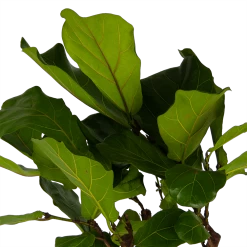 Ficus Lyrata Op Stam - Tabaksplant - P30 H150 - Kamerplant -Woondecoratie Winkel ficus lyrata op stam tabaksplant p30 h150 kamerplant 4