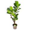 Ficus Lyrata Vertakt - Tabaksplant - P24 H130 - Kamerplant