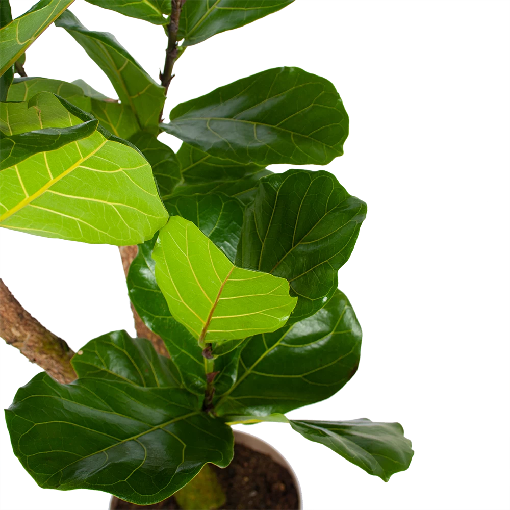 Ficus Lyrata Vertakt - Tabaksplant - P24 H130 - Kamerplant 2 Ficus Lyrata Vertakt - Tabaksplant - P24 H130 - Kamerplant - Afbeelding 2