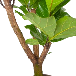 Ficus Lyrata Vertakt - Tabaksplant - P24 H130 - Kamerplant 6 Ficus Lyrata Vertakt - Tabaksplant - P24 H130 - Kamerplant -Woondecoratie Winkel ficus lyrata tabaksplant p24 h130 6 3