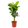 Ficus Lyrata Vertakt - Tabaksplant - P30 H130 - Kamerplant