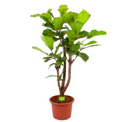 Ficus Lyrata Vertakt - Tabaksplant - P40 H160 - Kamerplant