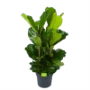 Ficus Lyrata - Tabaksplant - Toef - P34 H120 - Kamerplant
