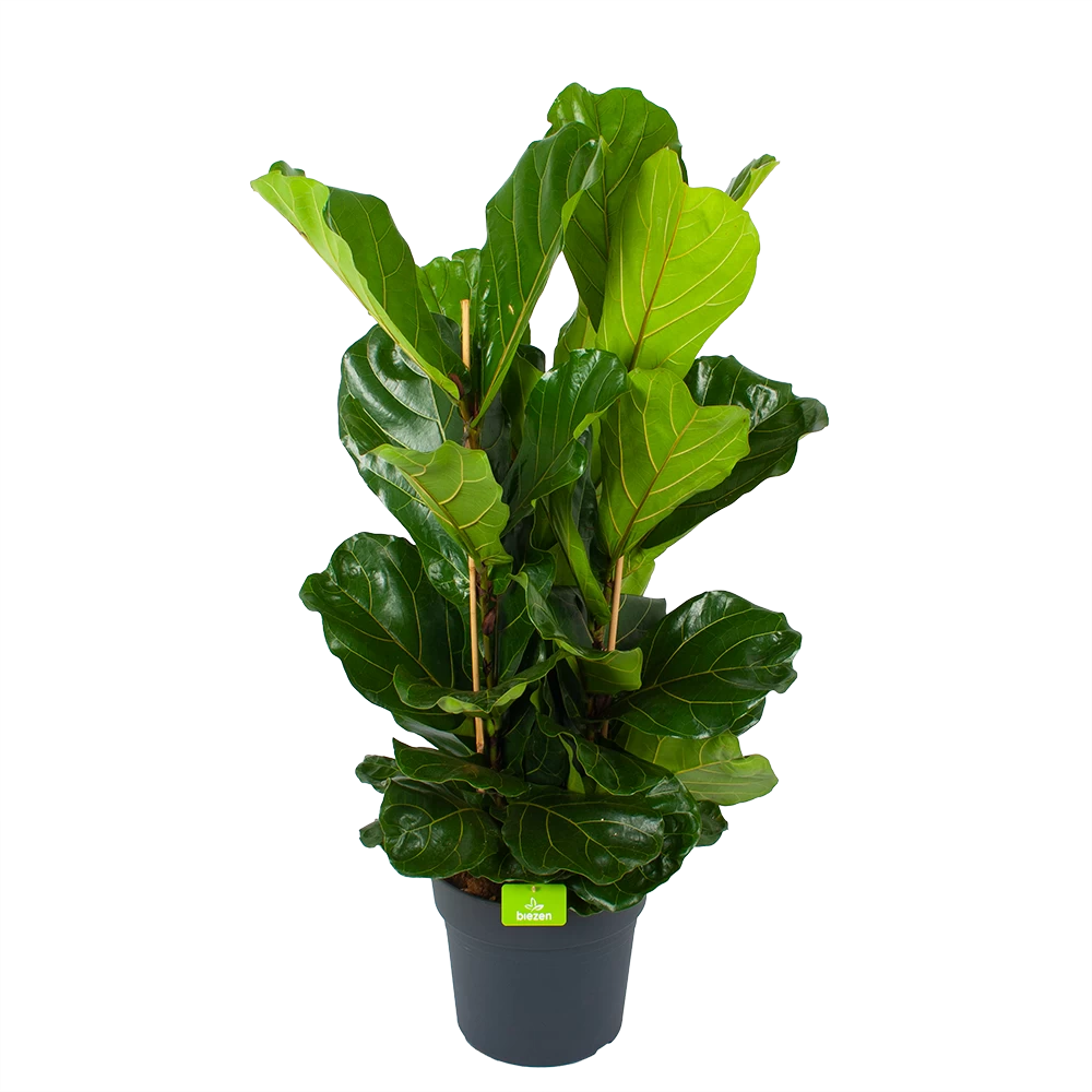 Ficus Lyrata - Tabaksplant - Toef - P34 H120 - Kamerplant 1 Ficus Lyrata - Tabaksplant - Toef - P34 H120 - Kamerplant