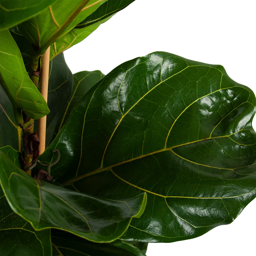 Ficus Lyrata - Tabaksplant - Toef - P34 H120 - Kamerplant 2 Ficus Lyrata - Tabaksplant - Toef - P34 H120 - Kamerplant - Afbeelding 2
