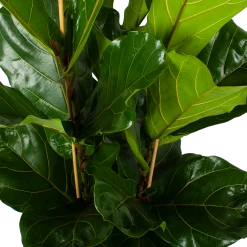 Ficus Lyrata - Tabaksplant - Toef - P34 H120 - Kamerplant 7 Ficus Lyrata - Tabaksplant - Toef - P34 H120 - Kamerplant -Woondecoratie Winkel ficus lyrata tabaksplant toef p34 h120 5 3