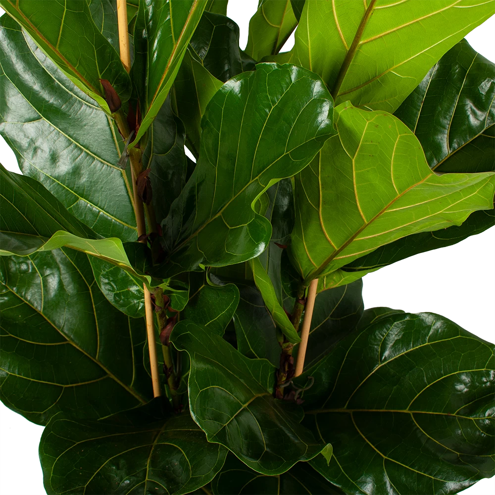 Ficus Lyrata - Tabaksplant - Toef - P34 H120 - Kamerplant 3 Ficus Lyrata - Tabaksplant - Toef - P34 H120 - Kamerplant - Afbeelding 3