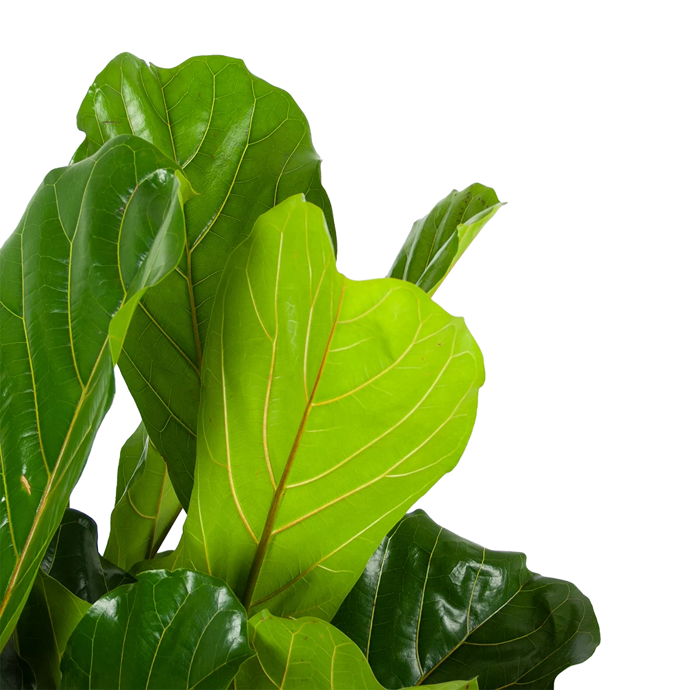 Ficus Lyrata - Tabaksplant - Toef - P34 H120 - Kamerplant 4 Ficus Lyrata - Tabaksplant - Toef - P34 H120 - Kamerplant - Afbeelding 4