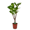 Ficus Lyrata Vertakt - Tabaksplant - P27 H140 - Kamerplant