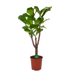 Ficus Lyrata Vertakt - Tabaksplant - P27 H140 - Kamerplant