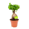 Ficus Microcarpa Ginseng - Bonsai - P17 H40 - Kamerplant