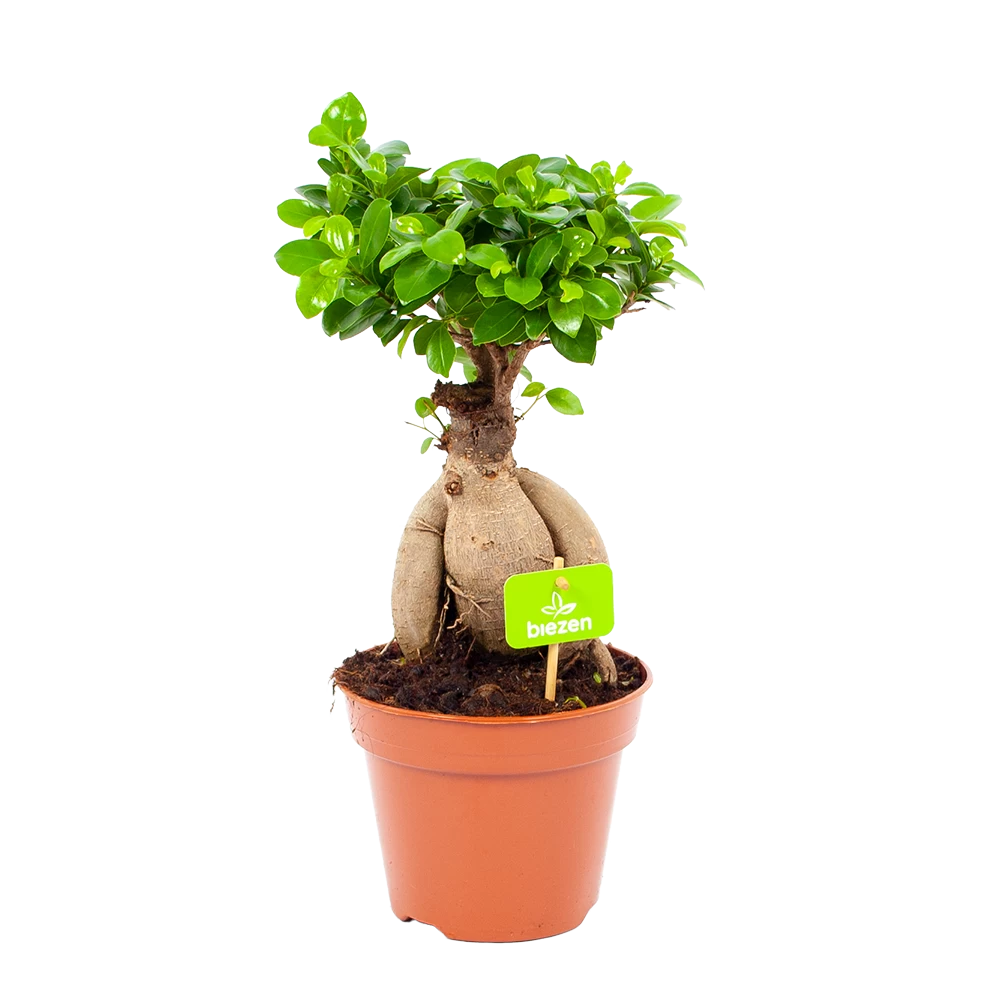 Ficus Microcarpa Ginseng - Bonsai - P17 H40 - Kamerplant 1 Ficus Microcarpa Ginseng - Bonsai - P17 H40 - Kamerplant