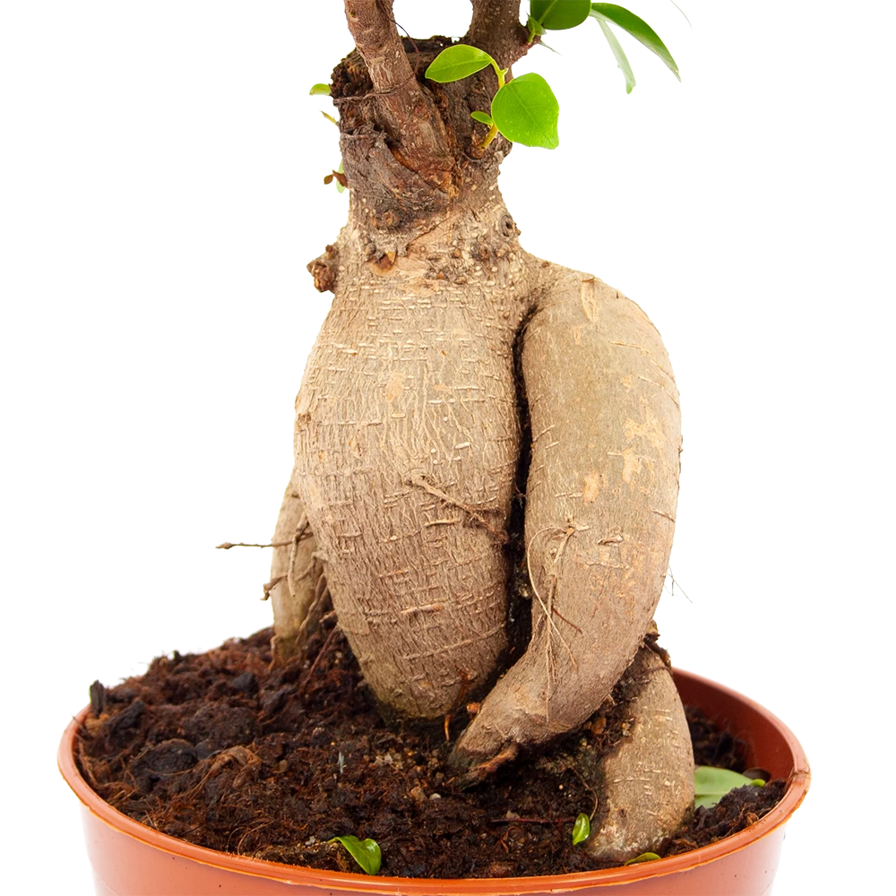 Ficus Microcarpa Ginseng - Bonsai - P17 H40 - Kamerplant 2 Ficus Microcarpa Ginseng - Bonsai - P17 H40 - Kamerplant - Afbeelding 2