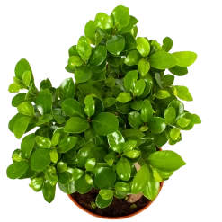 Ficus Microcarpa Ginseng - Bonsai - P17 H40 - Kamerplant 6 Ficus Microcarpa Ginseng - Bonsai - P17 H40 - Kamerplant -Woondecoratie Winkel ficus microcarpa ginseng bonsai p17 h40 6