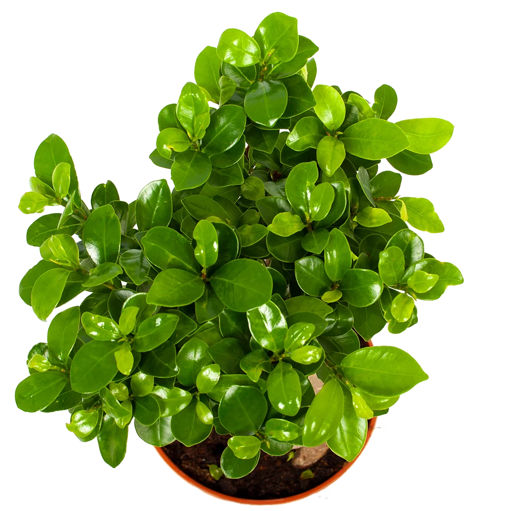 Ficus Microcarpa Ginseng - Bonsai - P17 H40 - Kamerplant 3 Ficus Microcarpa Ginseng - Bonsai - P17 H40 - Kamerplant - Afbeelding 3
