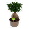 Ficus Microcarpa Ginseng - Bonsai - P20 H45 - Kamerplant